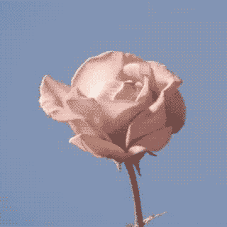 rose-bloom-16colors